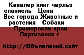 Кавалер кинг чарльз спаниель › Цена ­ 40 000 - Все города Животные и растения » Собаки   . Приморский край,Партизанск г.